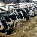 neu-chung-ta-khong-thit-thi-trai-dat-se-ra-sao-1-min