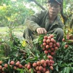 nhãn và vải Việt Nam được Mỹ cho phép nhập khẩu