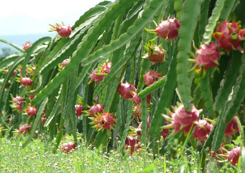 So sánh kinh nghiệm thành công của kiwi của NewZeland với việc trồng thanh long Việt Nam ở Bình Thuận cho thấy chúng ta có đủ các điều kiện