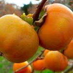 12-sieu-thuc-pham-nen-trong-mau-thu-dong-2-min