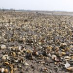 dan khoc lo tien ty vi 400 tan ngheu chet trang