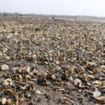 dan khoc lo tien ty vi 400 tan ngheu chet trang