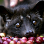 Bi-kich-dang-sau-mon-ca-phe-dat-nhat-hanh-tinh-0