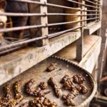 Bi kịch đằng sau món cà phê đắt nhất hành tinh