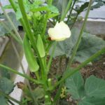 Đậu bắp tốt cho sức khỏe chị em phụ nữ