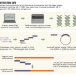 nature-yeast-chromosome