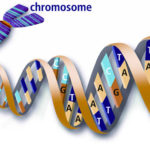 y-chromosome-dna-with-features