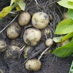 tong-quan-ve-tinh-bot-bien-tinh-va-cac-ung-dung-trong-thuc-pham-3