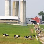 sua-thanh-trung-va-sua-tiet-trung-khac-nhau-nhu-the-nao-loai-nao-ngon-hon