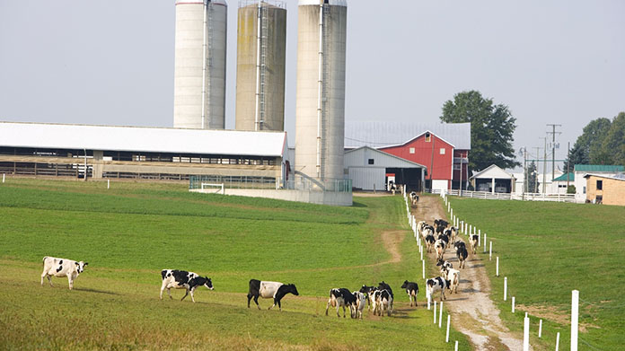 Một trang trại bò sữa