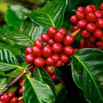 tong-quan-ve-ca-phe-cafe-va-cac-loai-phu-gia-duoc-dung-trong-ca-phe-1-min