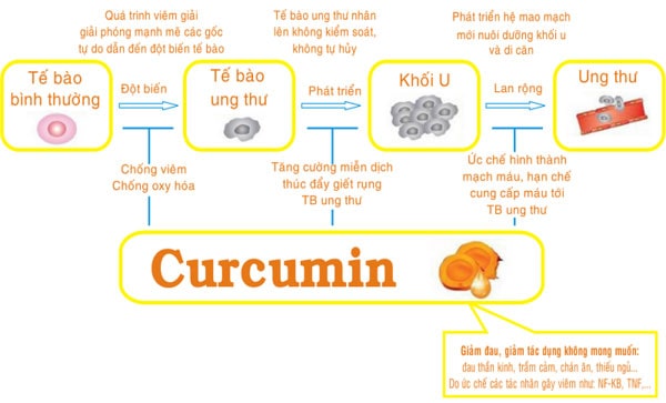 Curcumin được tìm thấy là một tác nhân chống ung thư cực kỳ hứa hẹn, nhắm mục tiêu vào các con đường khác nhau liên quan với sự tiến triển