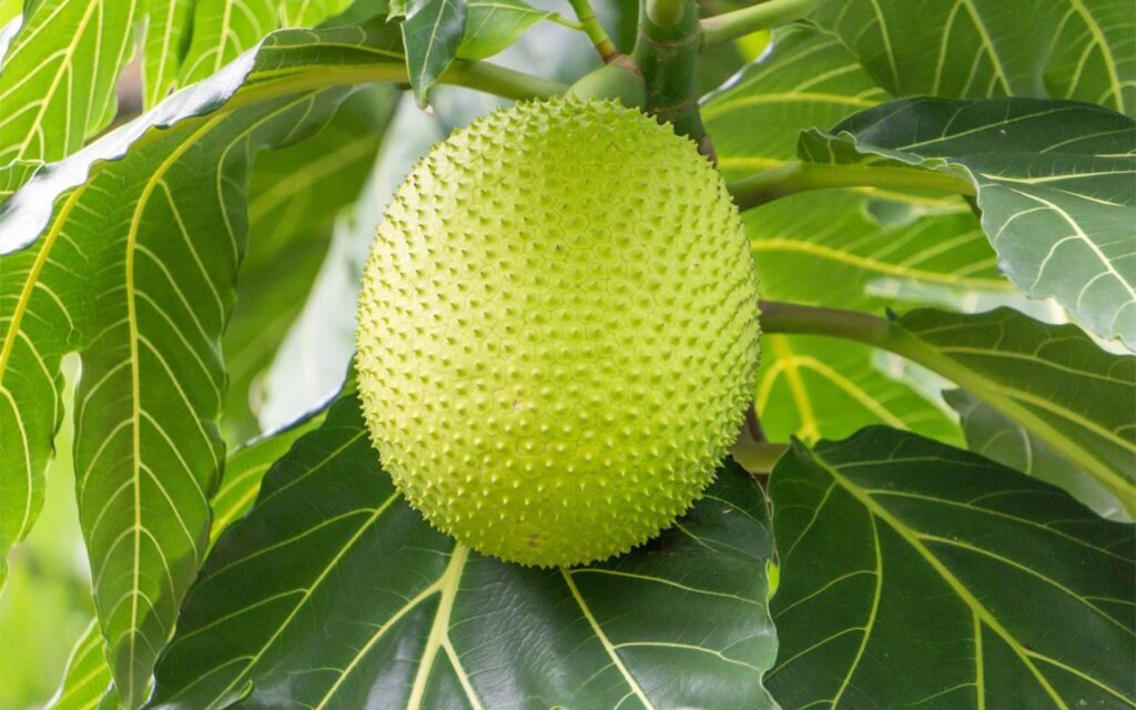 Quả sa kê, có danh pháp khoa học là Artocarpus altilis, còn có tên gọi thông dụng là trái bánh mì - breadfruit. Lý do để nó có cái tên gọi