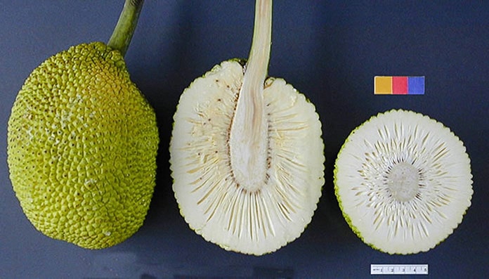 Quả sa kê, có danh pháp khoa học là Artocarpus altilis, còn có tên gọi thông dụng là trái bánh mì - breadfruit. Lý do để nó có cái tên gọi