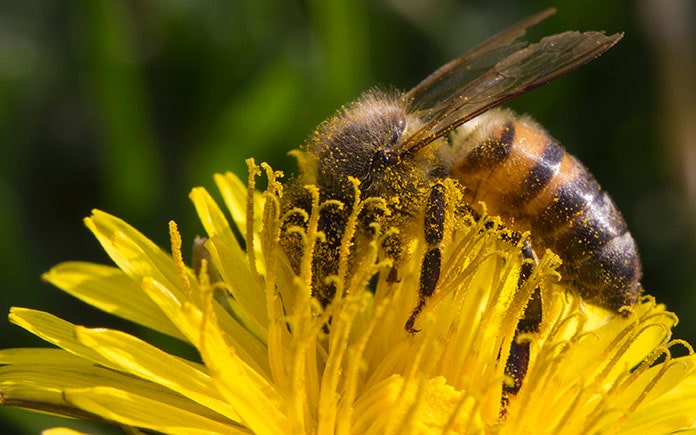 Hàm lượng nước nói chung trong mật ong là 16% - 25%, mật ong chín kỹ thì hàm lượng dưới 18%. Thành phần nước trong mật ong càng ít thì