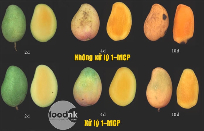 Việc sử dụng 1-MCP để bảo quản hoa quả là một bước tiến lớn giúp người dân nâng cao chất lượng nông sản một cách nhanh chóng, tiết kiệm và