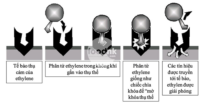 Việc sử dụng 1-MCP để bảo quản hoa quả là một bước tiến lớn giúp người dân nâng cao chất lượng nông sản một cách nhanh chóng, tiết kiệm và