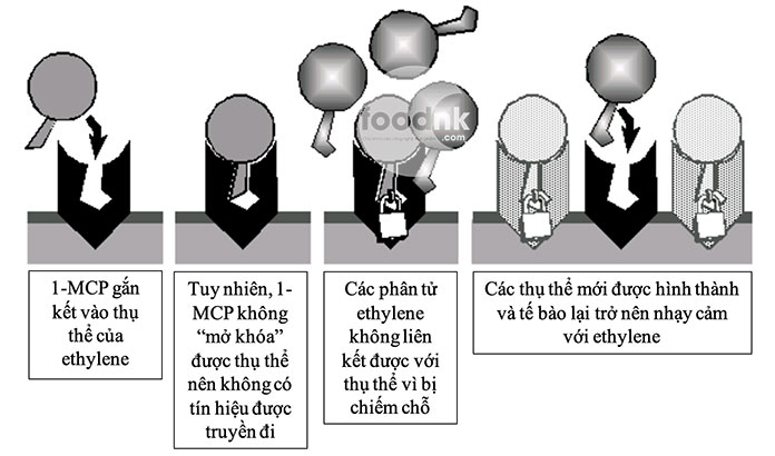 Chuối là một trong những loại dễ bị hư hại sau thu hoạch, việc kết hợp 1-MCP và ethephon là một trong những phương pháp bảo quản chuối.