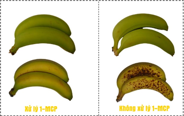 Việc sử dụng 1-MCP để bảo quản hoa quả là một bước tiến lớn giúp người dân nâng cao chất lượng nông sản một cách nhanh chóng, tiết kiệm và