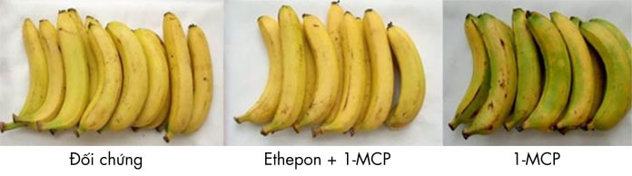 Chuối là một trong những loại dễ bị hư hại sau thu hoạch, việc kết hợp 1-MCP và ethephon là một trong những phương pháp bảo quản chuối.