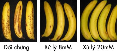 Ngoài kỹ thuật sử dụng 1-MCP kết hợp với ethephon trong bảo quản chuối, chúng ta cùng tìm hiểu về một kỹ thuật khác sử dụng acid Oxalic.