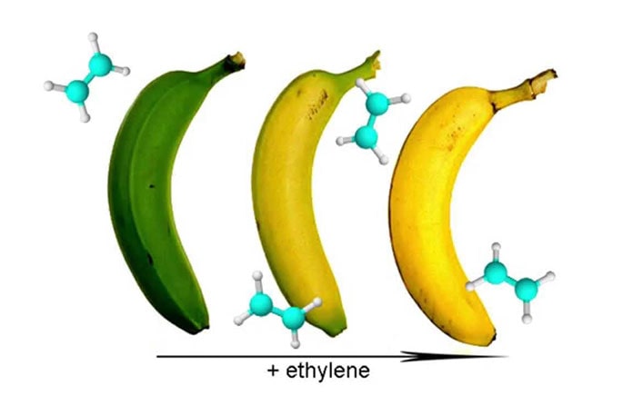 Quá trình hô hấp của quả chuối sau thu hoạch diễn ra khá mạnh mẽ, quá trình này sẽ sản sinh rất nhiều khí ethylene. Ảnh hưởng rõ rệt nhất