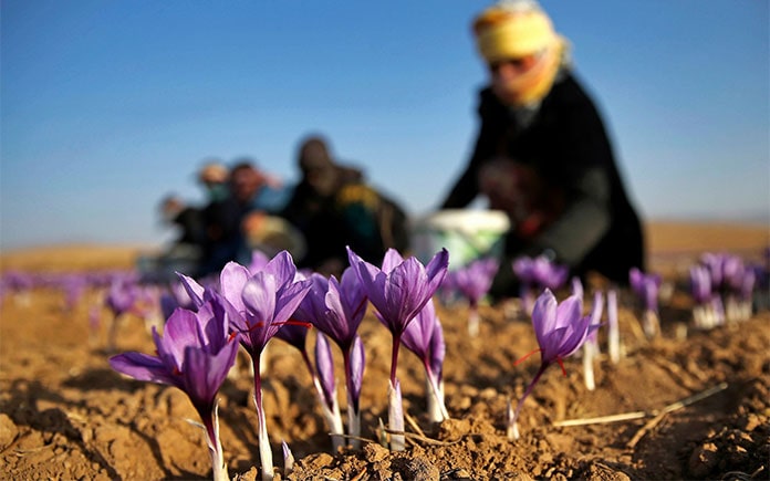 Saffron được xếp vào hàng những nguyên liệu có giá trị nhất thế giới, được biết 1kg saffron có giá lên đến 10.000 USD/kg (hơn 230 triệu đồng)