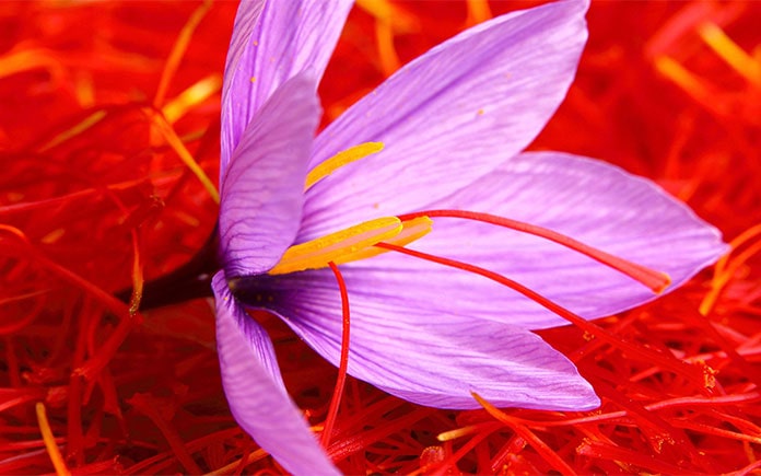 Saffron được xếp vào hàng những nguyên liệu có giá trị nhất thế giới, được biết 1kg saffron có giá lên đến 10.000 USD/kg (hơn 230 triệu đồng)