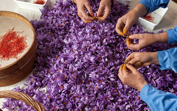 Saffron được xếp vào hàng những nguyên liệu có giá trị nhất thế giới, được biết 1kg saffron có giá lên đến 10.000 USD/kg (hơn 230 triệu đồng)