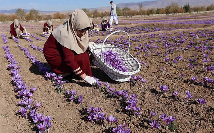 Saffron được xếp vào hàng những nguyên liệu có giá trị nhất thế giới, được biết 1kg saffron có giá lên đến 10.000 USD/kg (hơn 230 triệu đồng)