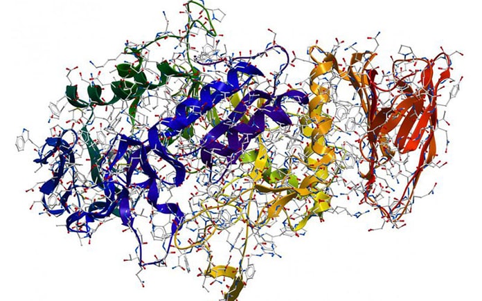 Enzyme amylase là một trong những men tiêu hóa quan trọng, xúc tác cho quá trình thủy phân tinh bột ở ruột non diễn ra nhanh chóng và dễ ....