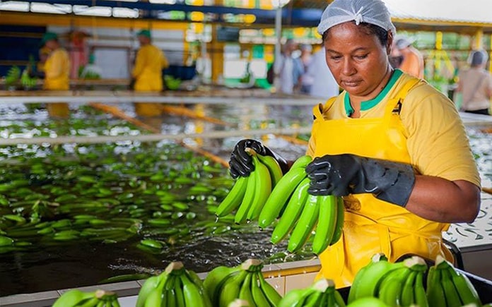 Chuối nâu, chuối vàng, chuối xanh là màu bên ngoài của vỏ chuối. Thường chúng ta sẽ đánh giá quả chuối theo màu sắc bên ngoài vỏ chuối...