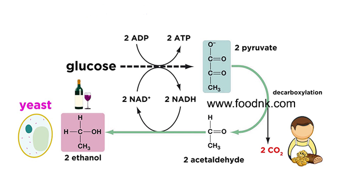 Ethanol là một hợp chất hữu cơ được ứng dụng khá nhiều trong đời sống sinh hoạt hằng ngày. Vậy Ethanol là gì? Quá trình lên men...