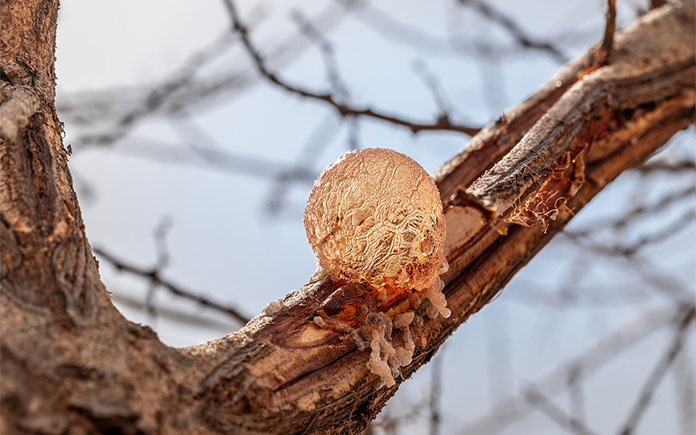 Gum arabic (acacia gum, INS 414) là một loại keo thực phẩm có nguồn gốc tự nhiên được chiết từ nhựa loại cây acacia và đã được sử dụng làm