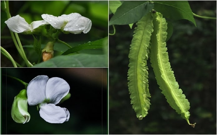 tác dụng trong làm đẹp, hỗ trợ giảm cân, giúp kiểm soát huyết áp,... Tuy nhiên, không phải ai cũng hiểu biết nhiều về công dụng của đậu rồng