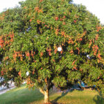 tim-hieu-ve-qua-vai-va-ung-dung-trong-nganh-cong-nghiep-thuc-pham-1