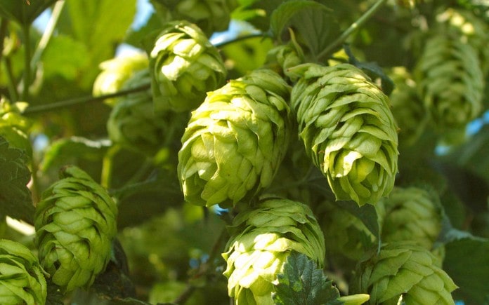 Có 4 loại nguyên liệu chính sử dụng trong sản xuất bia thủ công như : Mạch nha (Malt), nước, hoa bia (houblon) , men bia.
