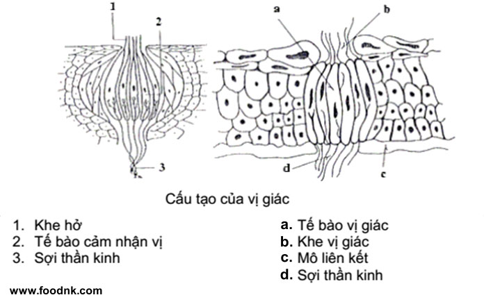 Cảm quan thực phẩm mang nhiều yếu tố khách quan. Bài này, chúng ta sẽ tìm hiểu về cơ sở khoa học của các giác quan trong đánh giá cảm quan