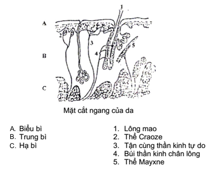 Cảm quan thực phẩm mang nhiều yếu tố khách quan. Bài này, chúng ta sẽ tìm hiểu về cơ sở khoa học của các giác quan trong đánh giá cảm quan