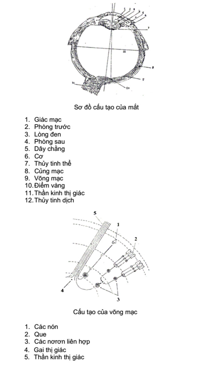 Cảm quan thực phẩm mang nhiều yếu tố khách quan. Bài này, chúng ta sẽ tìm hiểu về cơ sở khoa học của các giác quan trong đánh giá cảm quan