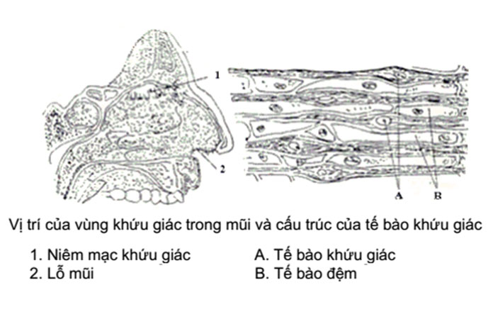 Cảm quan thực phẩm mang nhiều yếu tố khách quan. Bài này, chúng ta sẽ tìm hiểu về cơ sở khoa học của các giác quan trong đánh giá cảm quan