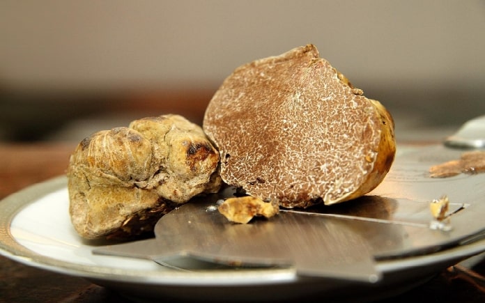 Trên thực tế có một loại nấm quý hiếm và được săn đón rất nhiều đó là nấm Truffle. Đây là loại nấm cực kỳ hiếm...