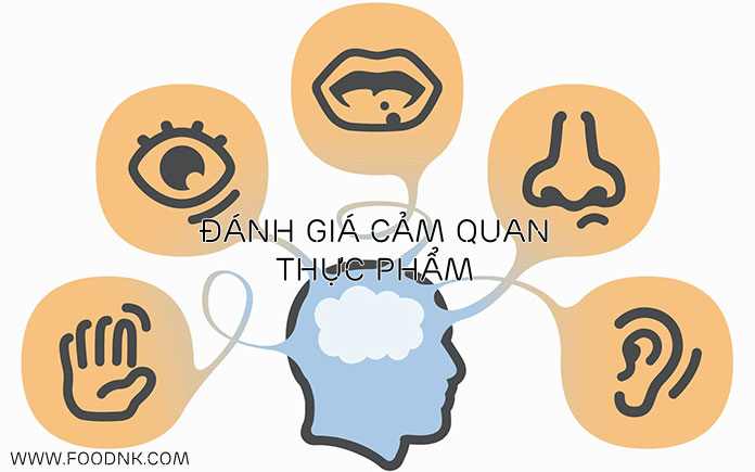 Đánh giá cảm quan là phương pháp đánh giá chất lượng thực phẩm dựa trên việc sử dụng các thông tin thu được nhờ sự phân tích các cảm giá