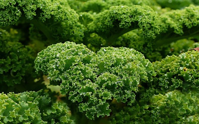 Rau cải xoăn Kale là một trong những loại thực phẩm lành mạnh. Loại rau này mang lại giá trị dinh dưỡng cao và tốt cho sức khỏe con người.