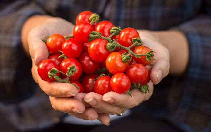 Quả cà chua có tác động tích cực trong việc cải thiện thị giác, hỗ trợ tim mạch,... Hãy cùng Foodnk tìm hiểu về lợi ích của quả cà chua nhé