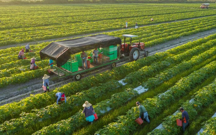 Bài viết này, Foodnk sẽ cung cấp cho bạn những chiến lược nghiên cứu và phát triển về ngành nông nghiệp hữu cơ...