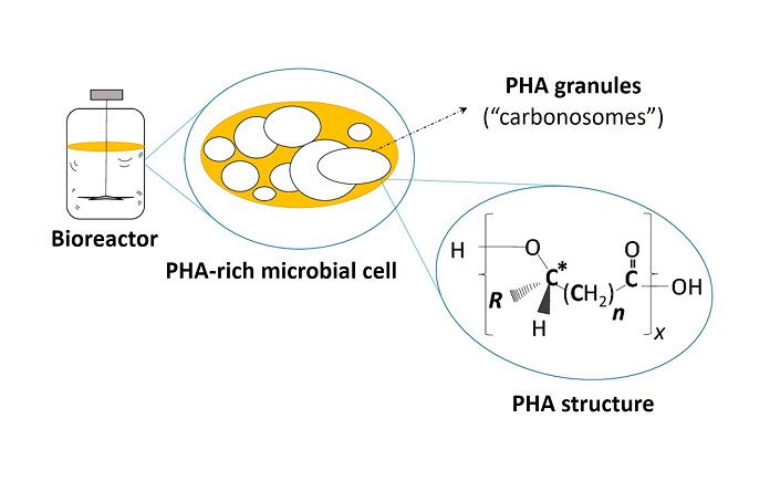 Bao bì bioplastic lại có khả năng bị phân hủy trong môi trường tự nhiên. Do đó, bao bì polymer sinh học không gây ô nhiễm môi trường.