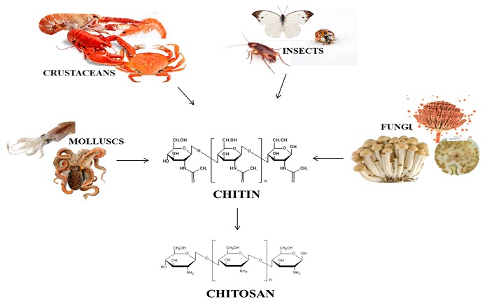 Bảo quản rau quả bằng màng polymer sinh học là phương pháp sử dụng màng từ các vật liệu sinh học để bao quanh rau quả.