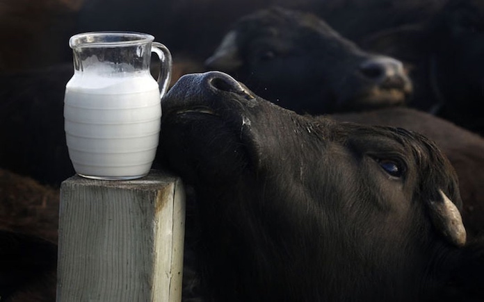 Nguồn sữa tươi từ trâu không thật sự phổ biến ở Mỹ như sữa bò, nhưng ở nhiều nước Nam Á có xu hướng tiêu thụ loại sữa này hơn.