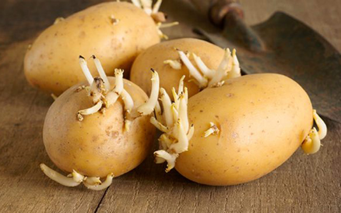 Solanin là hợp chất độc tố gây nguy hiểm đến sức khỏe được tìm thấy nhiều nhất ở khoai tây. Chúng có thể xuất hiện một cách tự nhiên trong